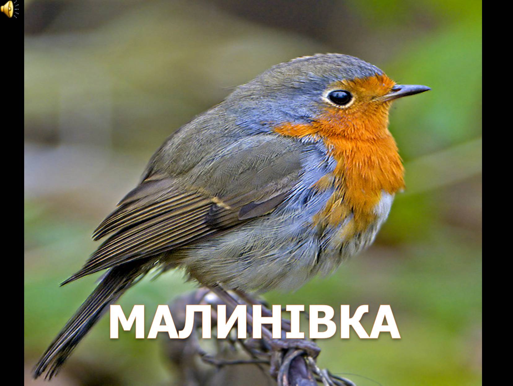 Презентація на тему «Перелітні птахи України» - Слайд #4