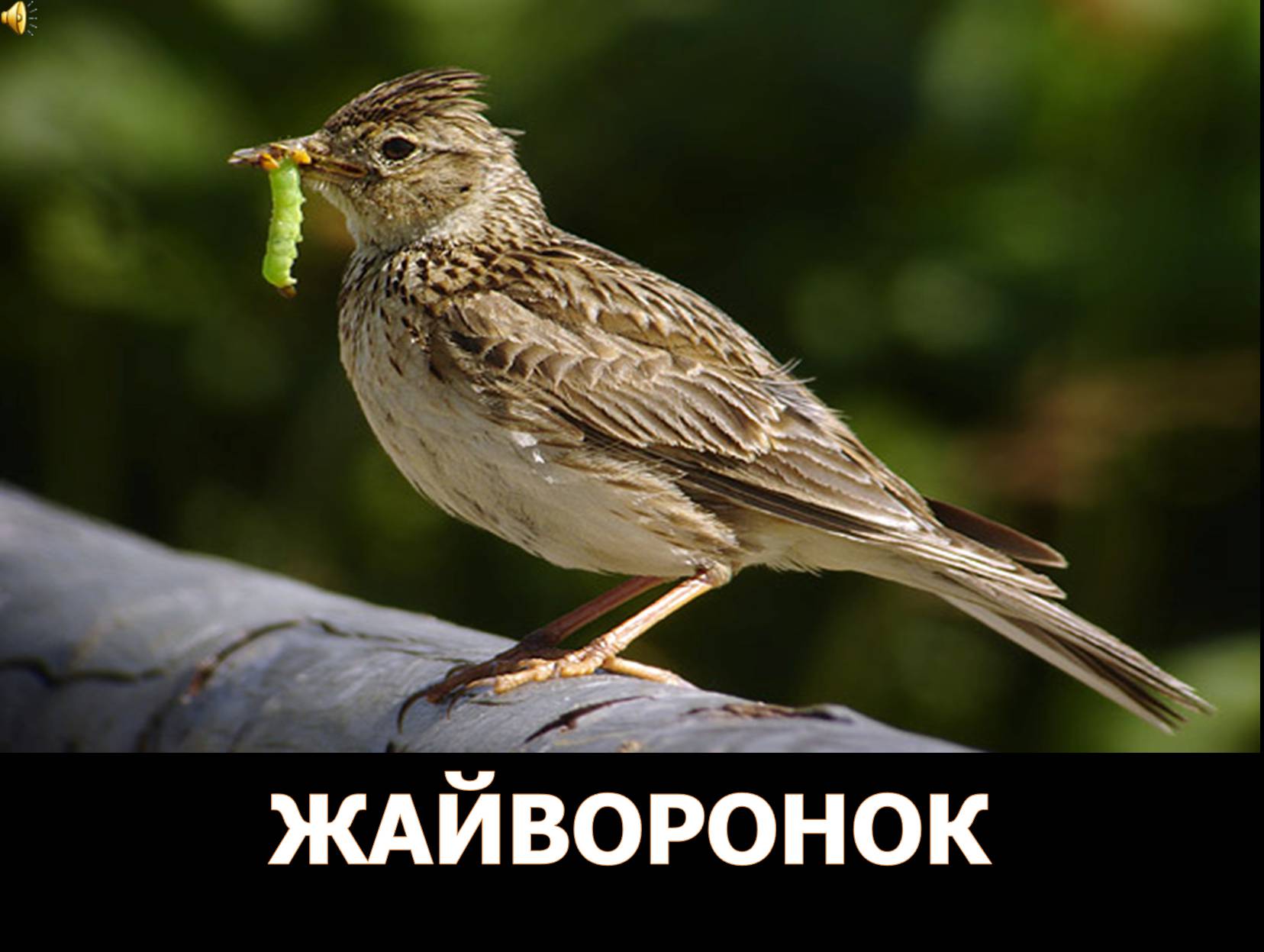 Презентація на тему «Перелітні птахи України» - Слайд #7