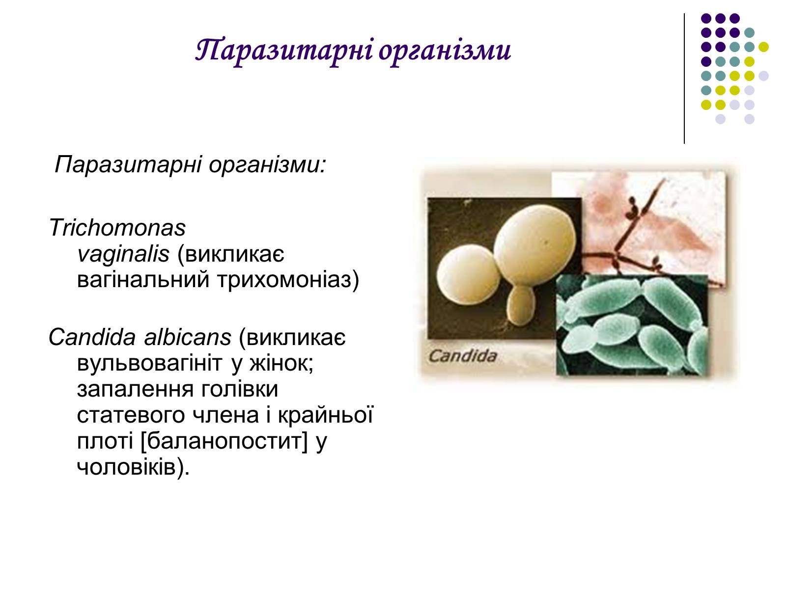 Презентація на тему «ВІЛ. СНІД. інфекції ІПСШ: шляхи передачі і методи захисту» (варіант 5) - Слайд #15