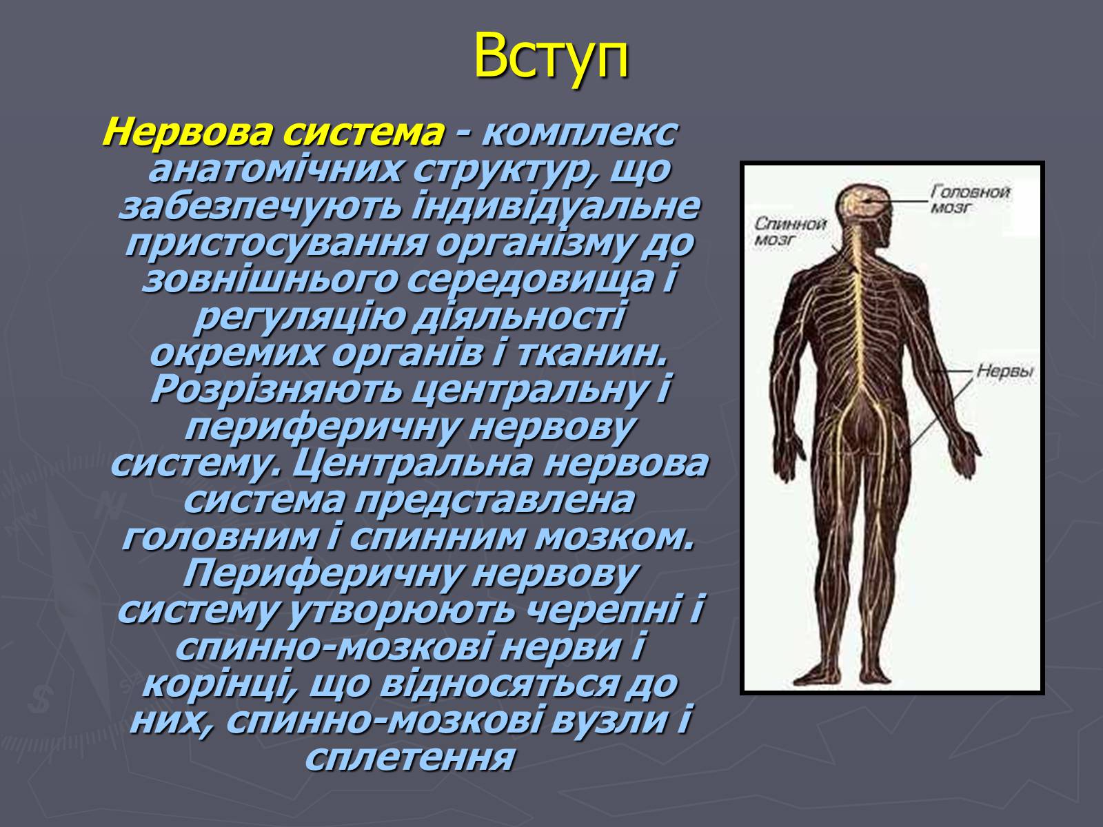 Презентація на тему «Хвороби нервової системи» - Слайд #3