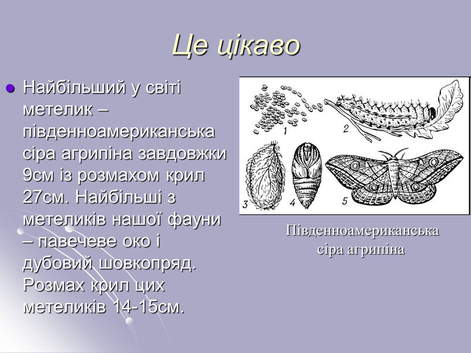 Презентація на тему «Різноманітність комах» - Слайд #20