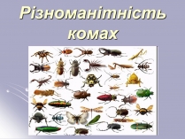 Презентація на тему «Різноманітність комах»