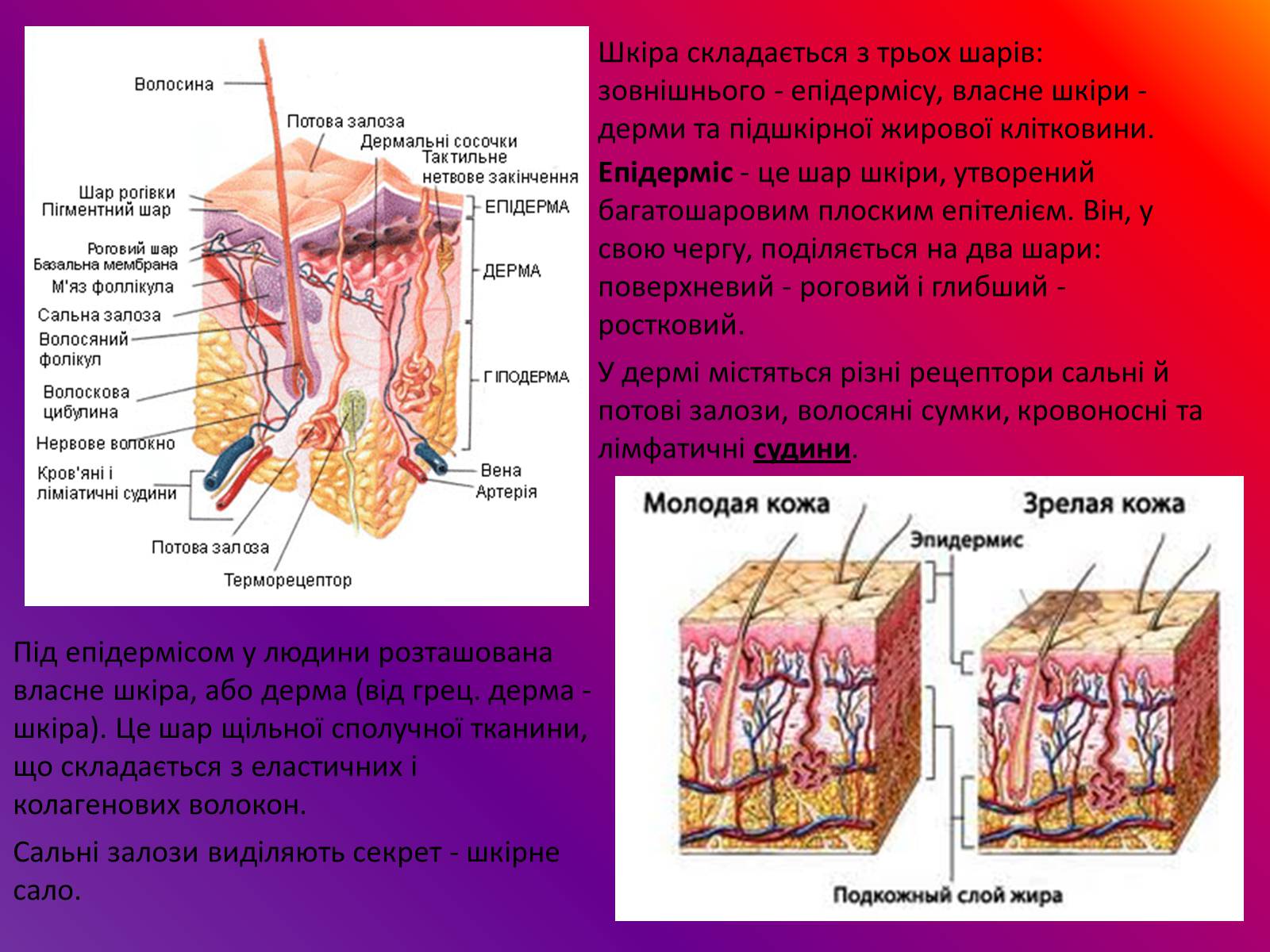 Презентація на тему «Шкіра» (варіант 1) - Слайд #3