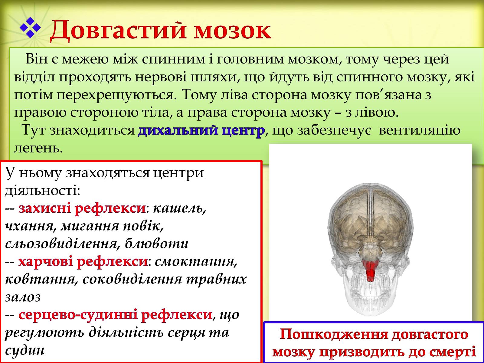 Презентація на тему «Головний мозок» (варіант 3) - Слайд #11