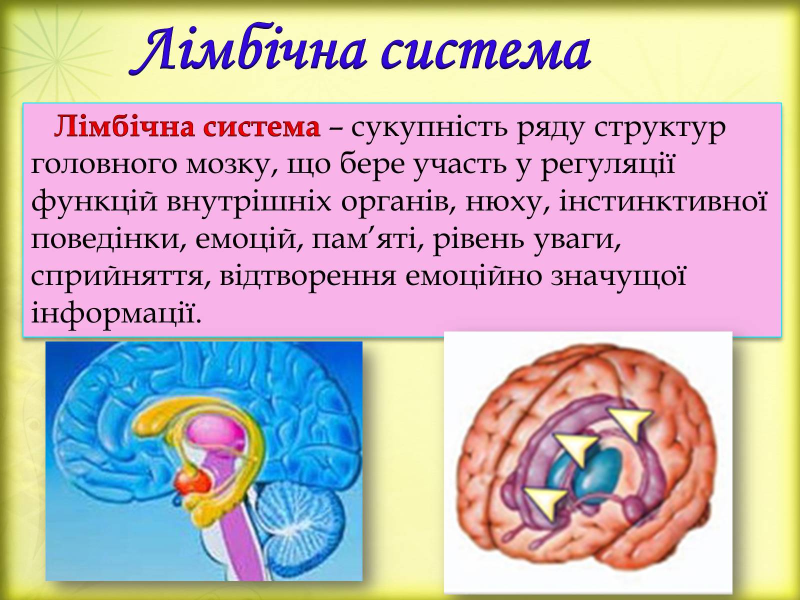 Презентація на тему «Головний мозок» (варіант 3) - Слайд #26