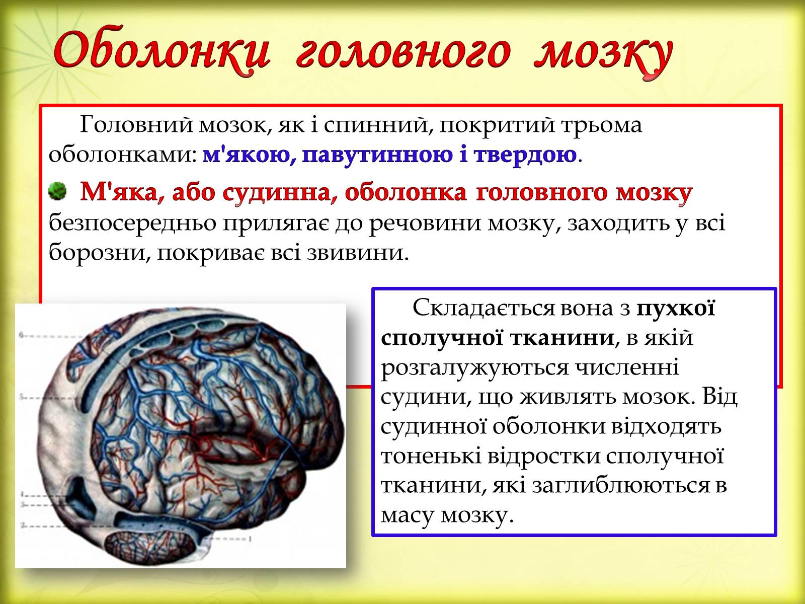 Презентація на тему «Головний мозок» (варіант 3) - Слайд #6