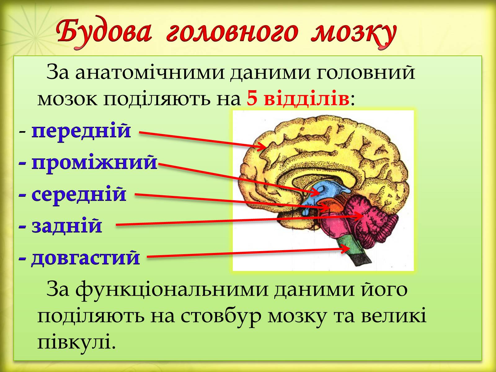 Презентація на тему «Головний мозок» (варіант 3) - Слайд #9