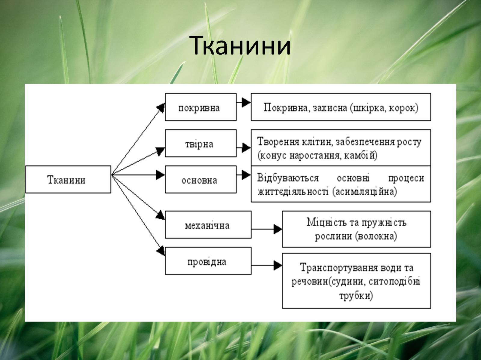 Презентація на тему «Тканини рослин» - Слайд #3