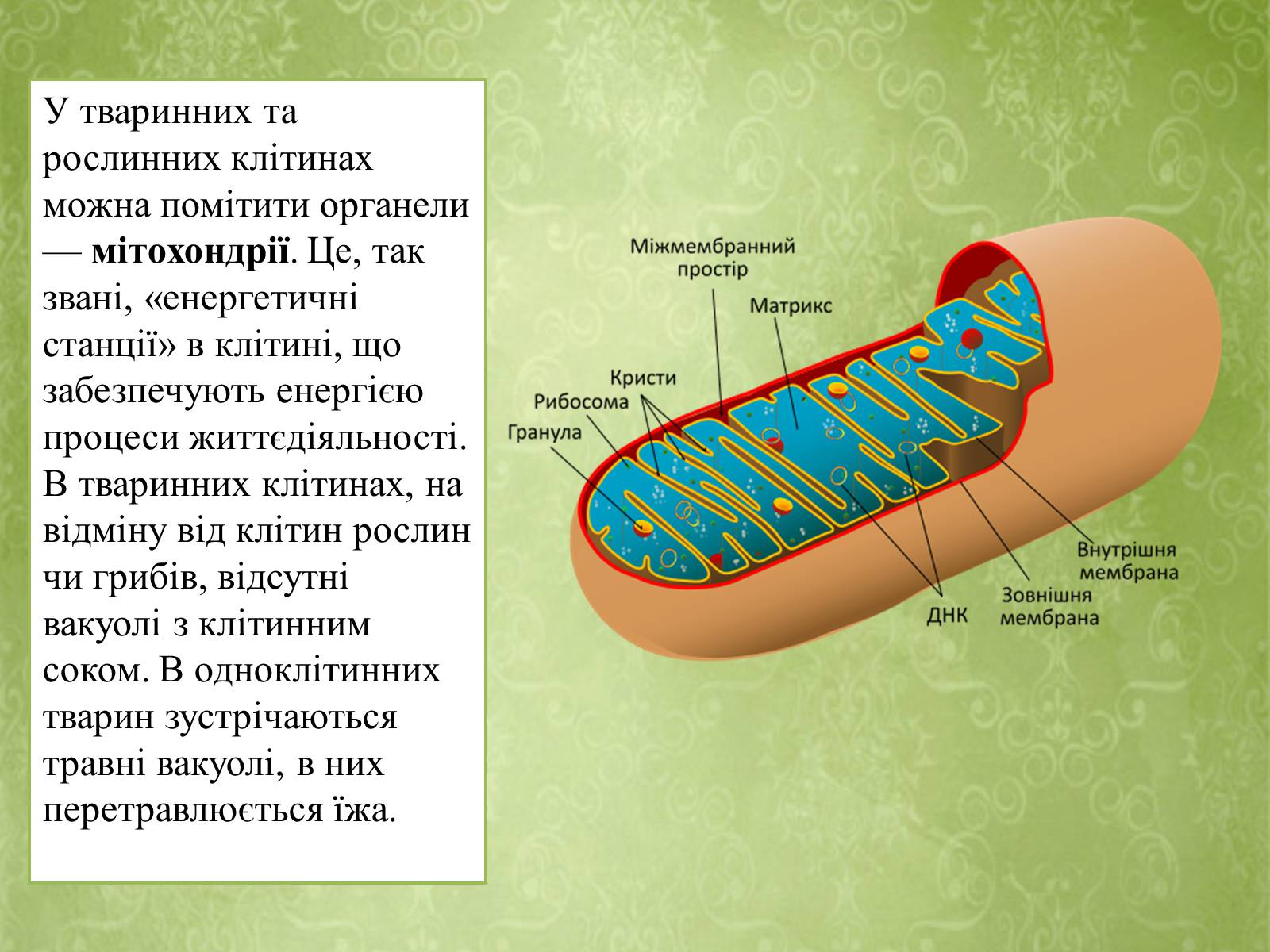 Презентація на тему «Клітинна будова тварини. Особливості тваринної клітини» - Слайд #10