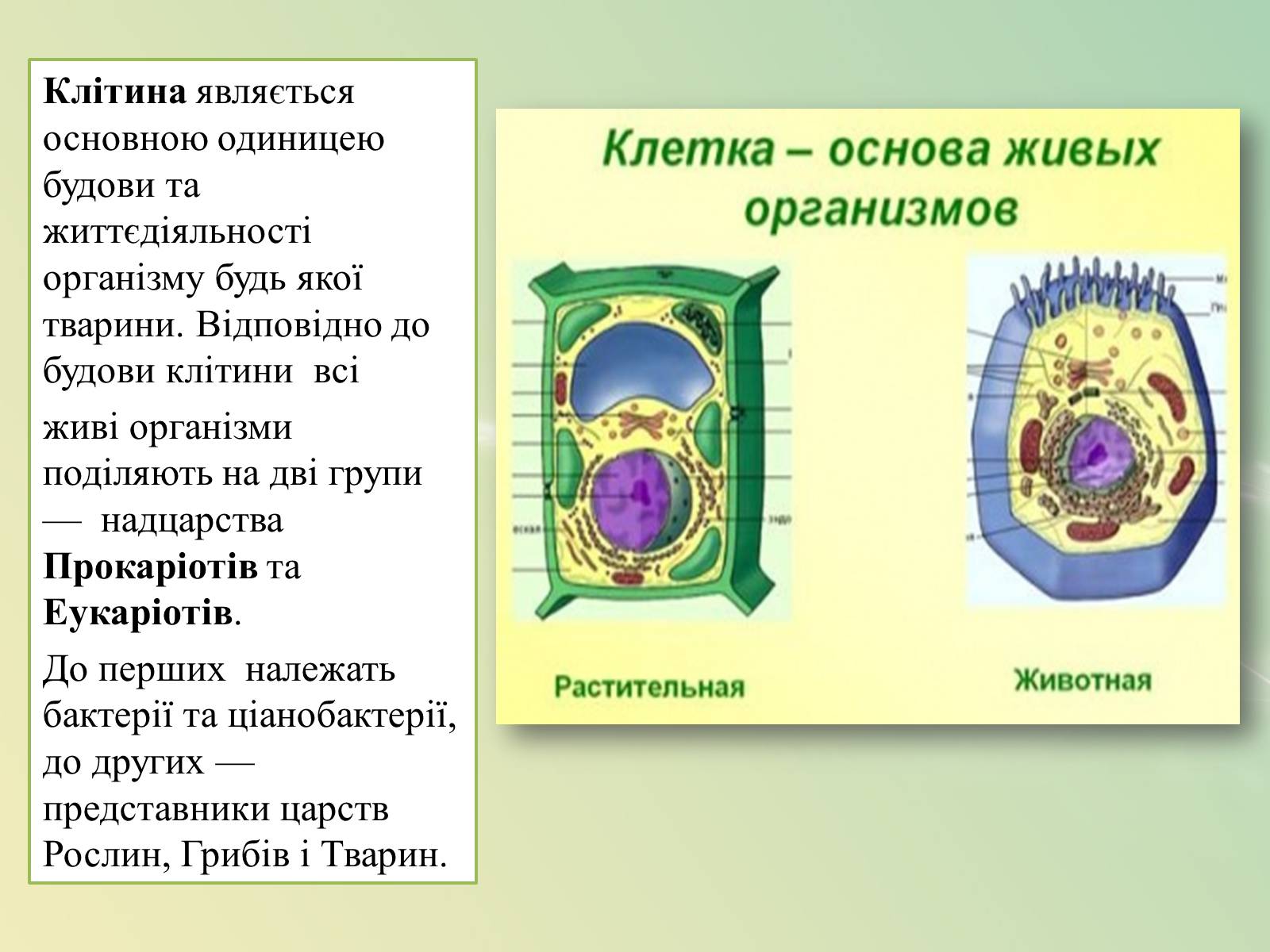 Презентація на тему «Клітинна будова тварини. Особливості тваринної клітини» - Слайд #2