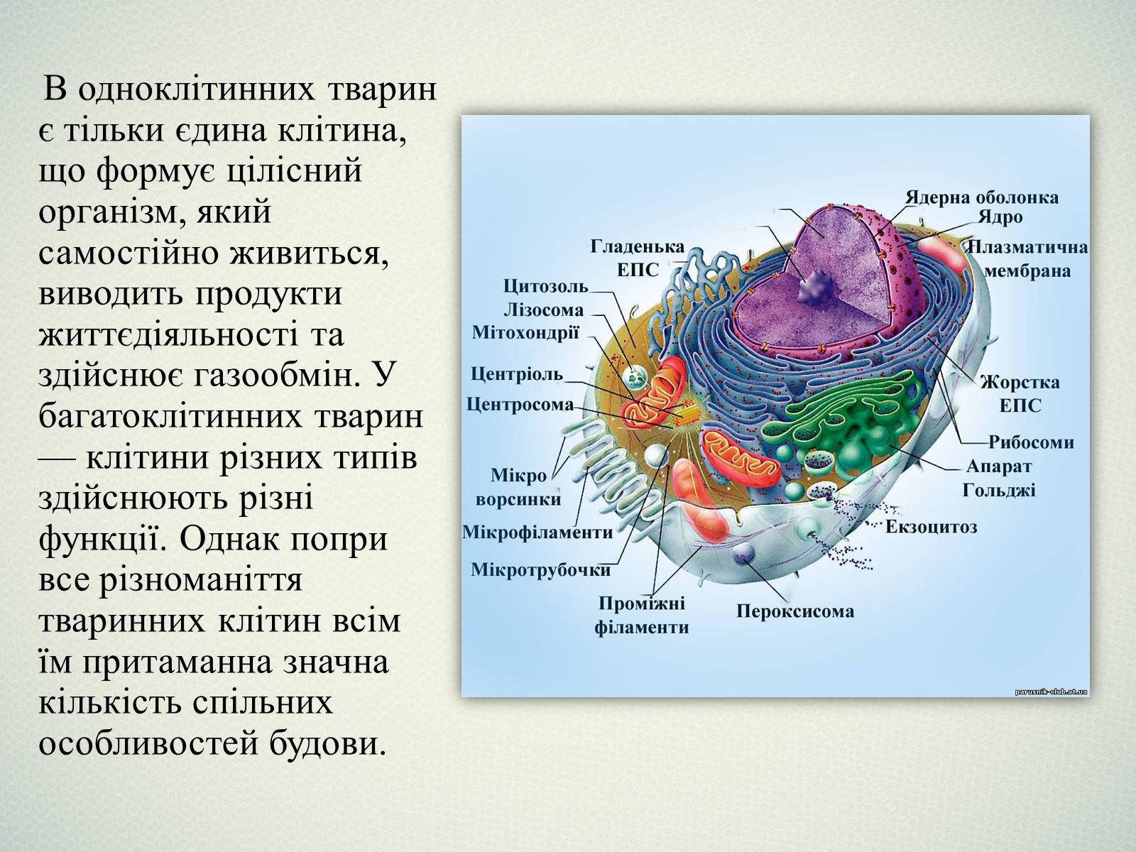 Презентація на тему «Клітинна будова тварини. Особливості тваринної клітини» - Слайд #6