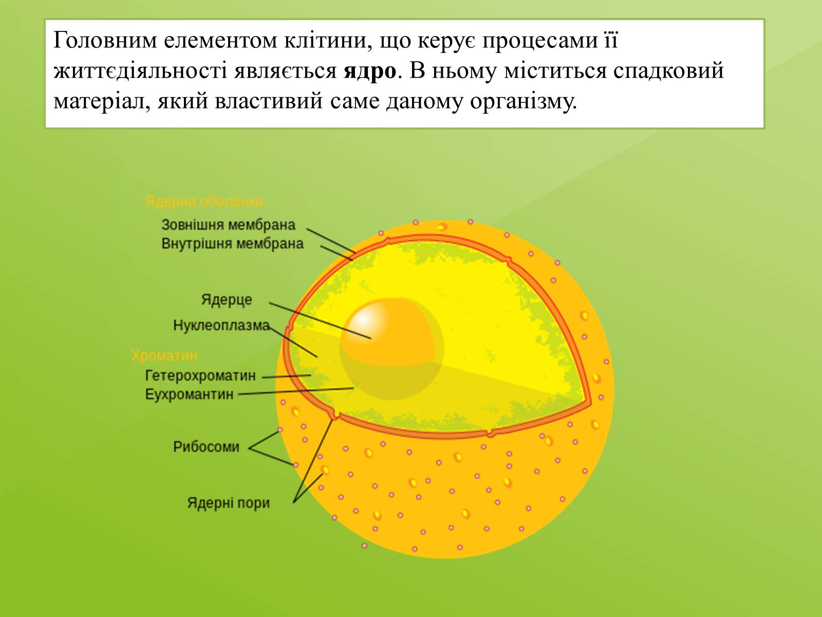 Презентація на тему «Клітинна будова тварини. Особливості тваринної клітини» - Слайд #7