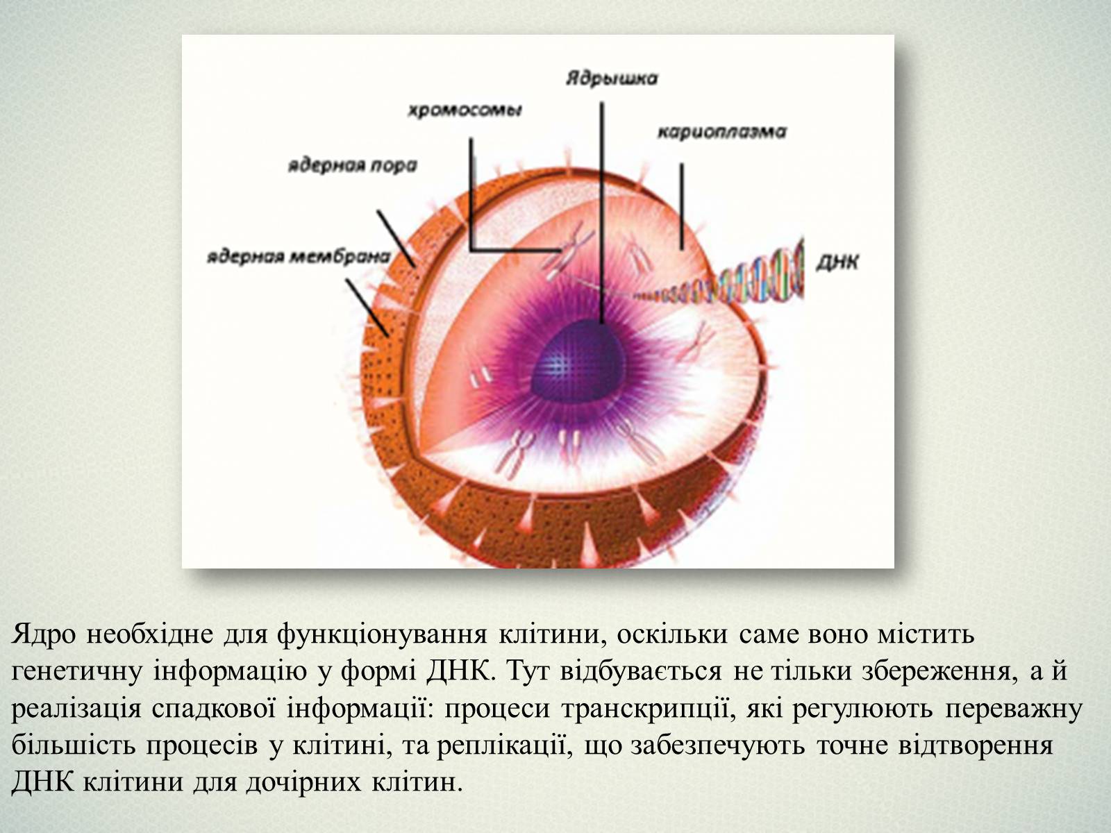 Презентація на тему «Клітинна будова тварини. Особливості тваринної клітини» - Слайд #8