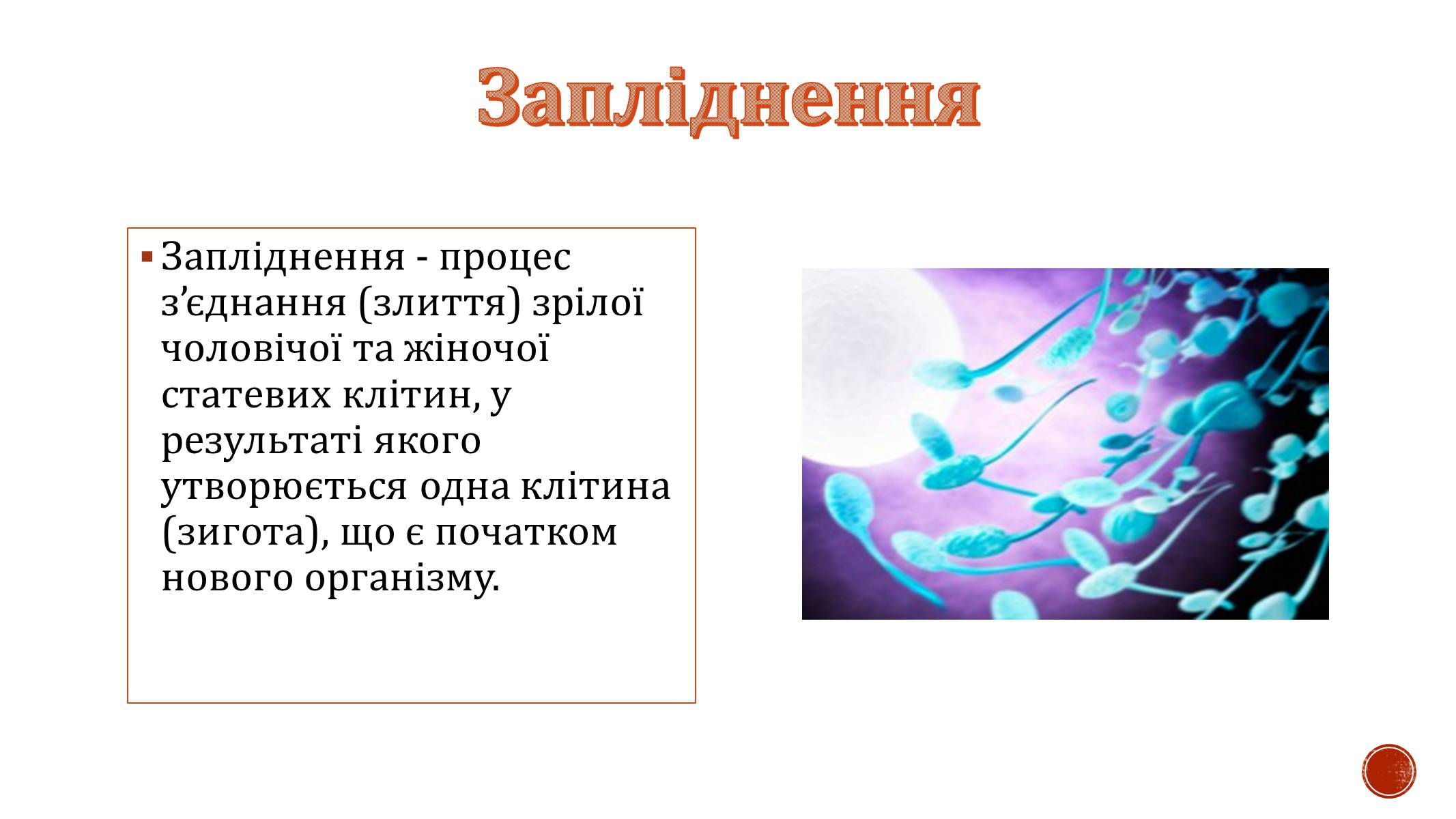 Презентація на тему «Ембріональний розвиток організму» - Слайд #4