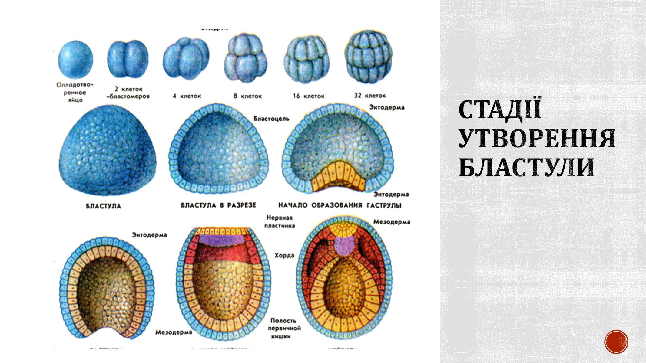 Презентація на тему «Ембріональний розвиток організму» - Слайд #7