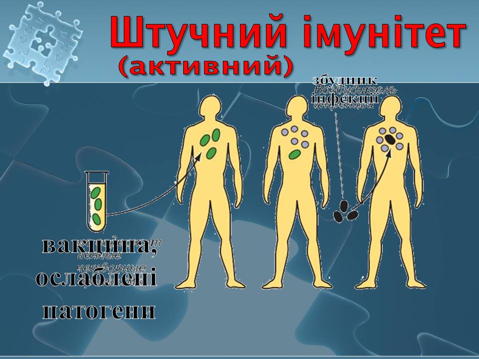 Презентація на тему «Імунітет» (варіант 4) - Слайд #16