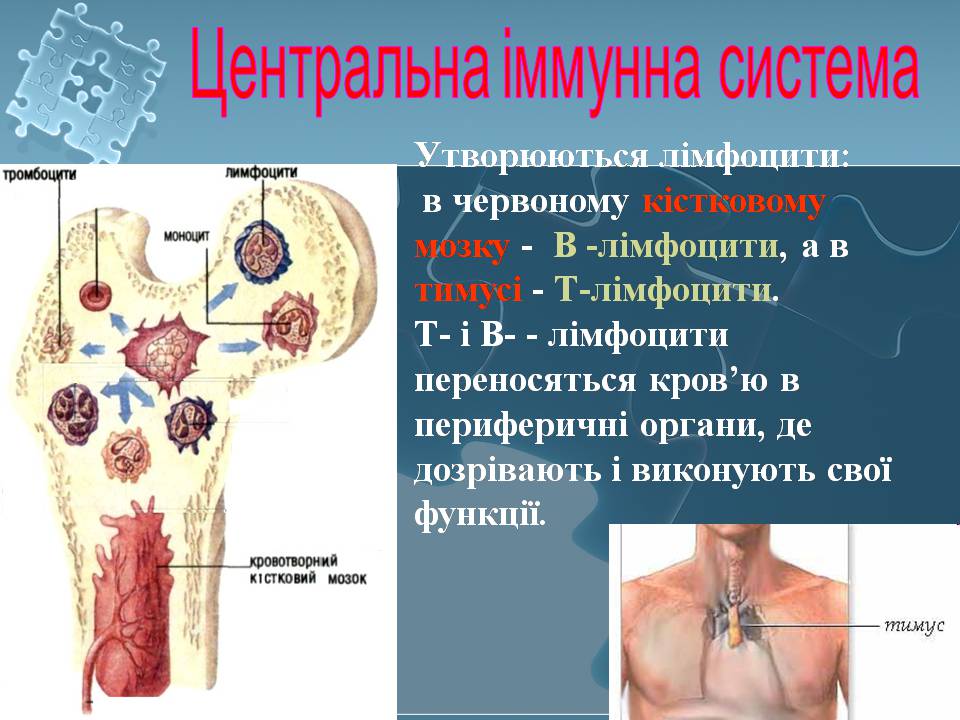 Презентація на тему «Імунітет» (варіант 4) - Слайд #9