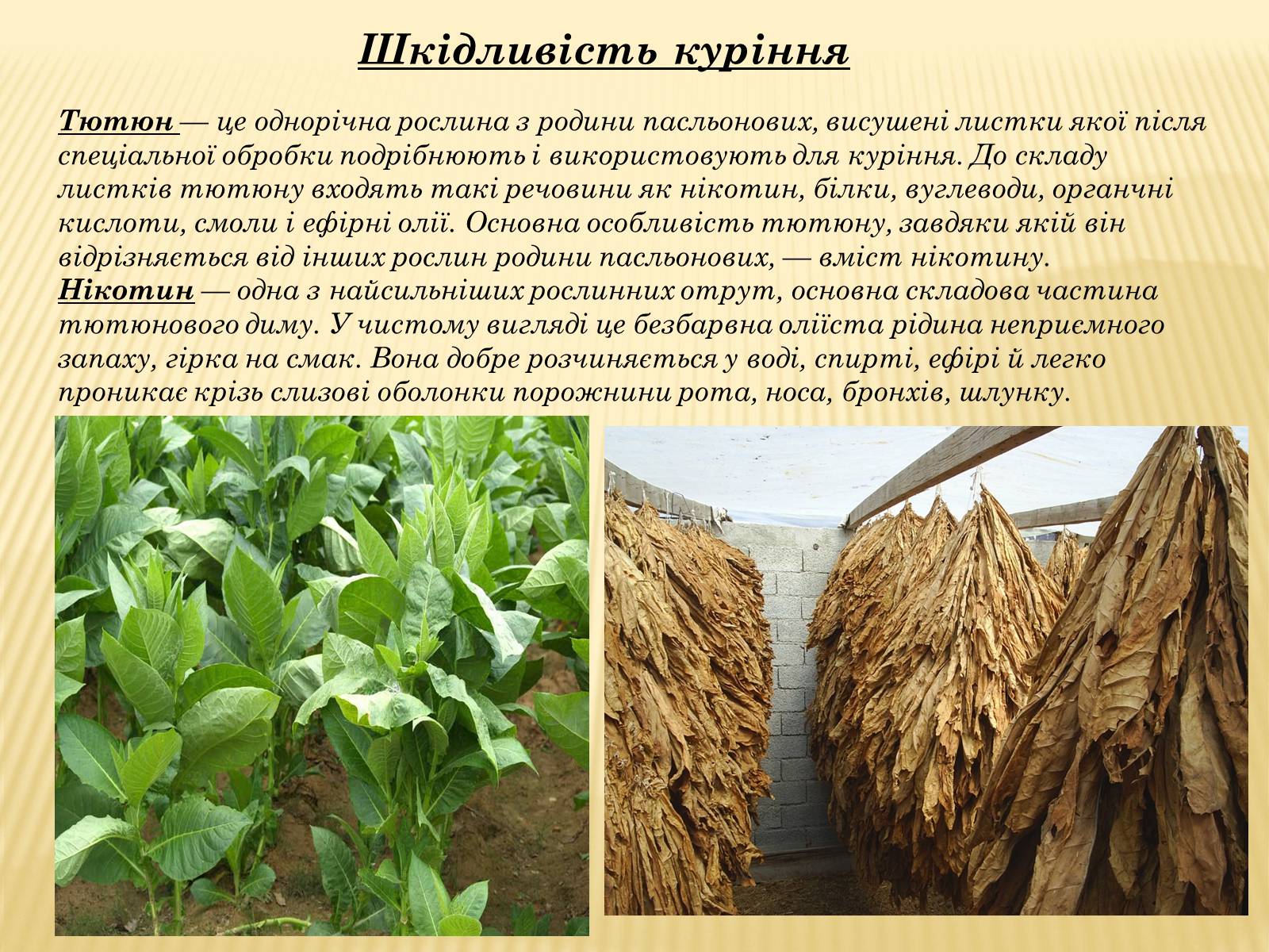 Презентація на тему «Шкідливий вплив уживання алкоголю, наркотичних речовин, тютюнокуріння на організм людини» - Слайд #10