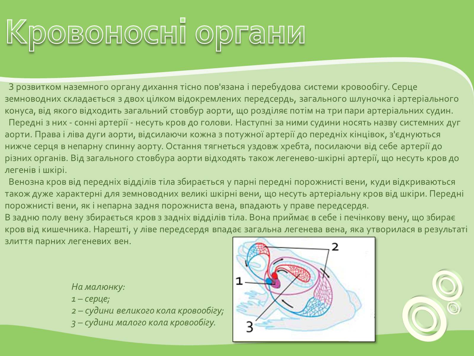 Презентація на тему «Земноводні або Амфібії» - Слайд #9