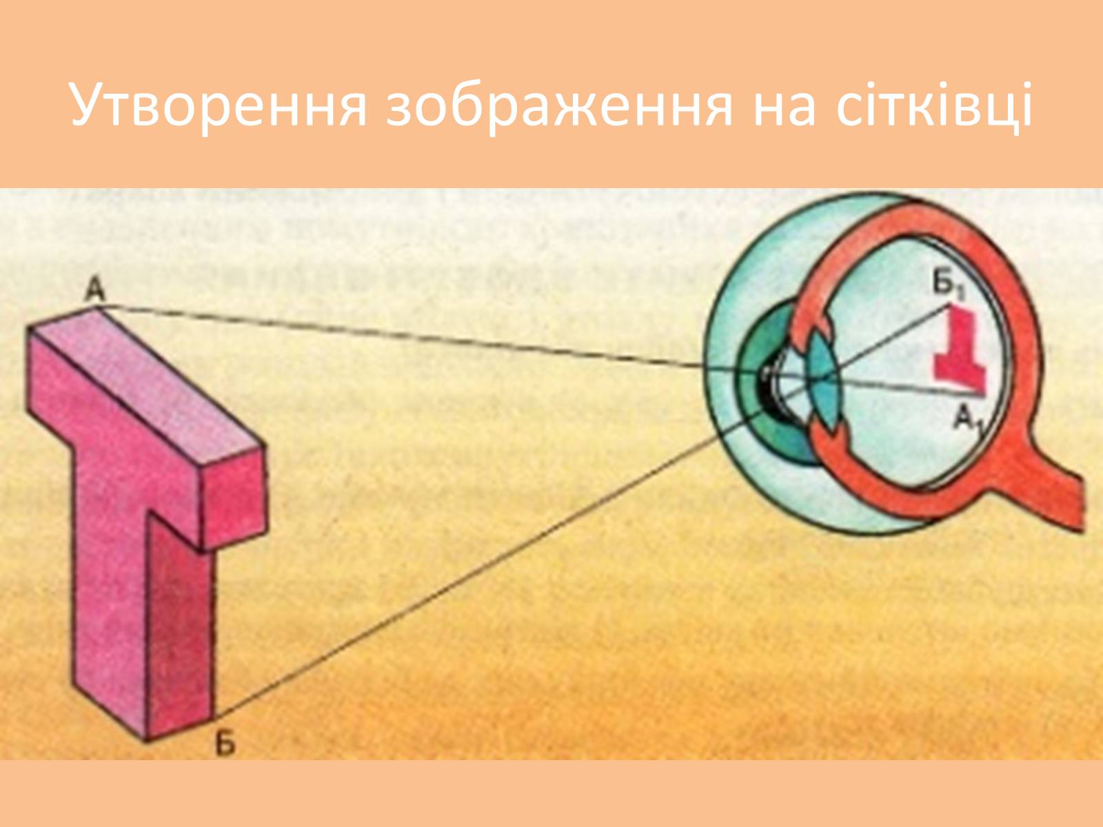 Презентація на тему «Зорова сенсорна система» - Слайд #5