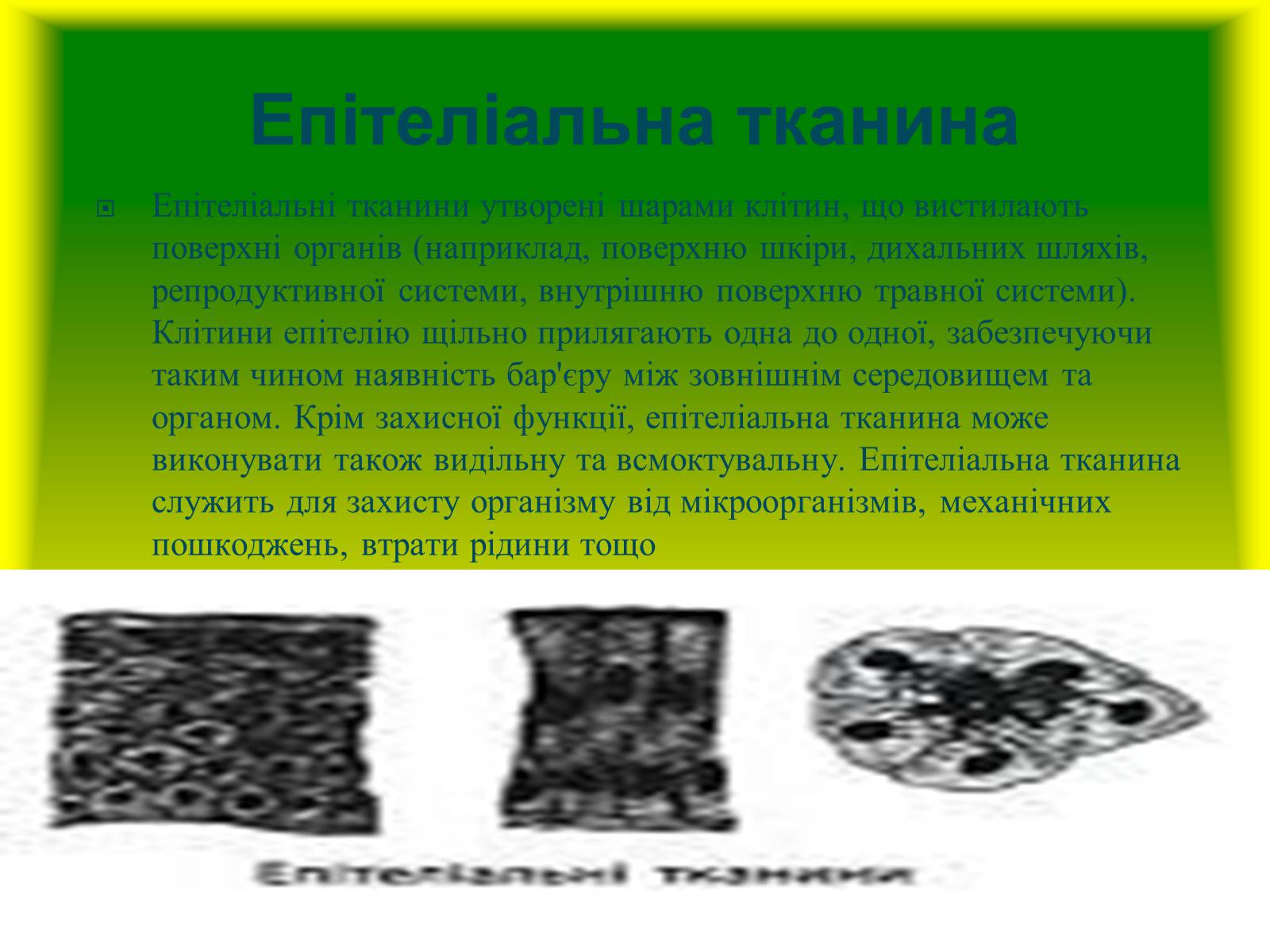 Презентація на тему «Багатоклітинні організми» - Слайд #11