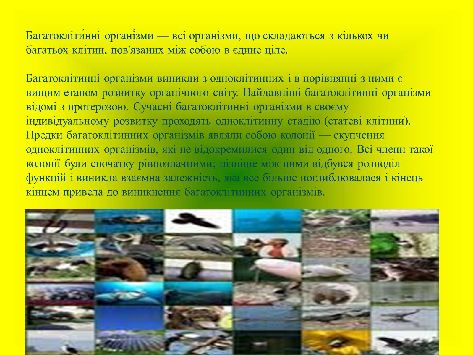 Презентація на тему «Багатоклітинні організми» - Слайд #4