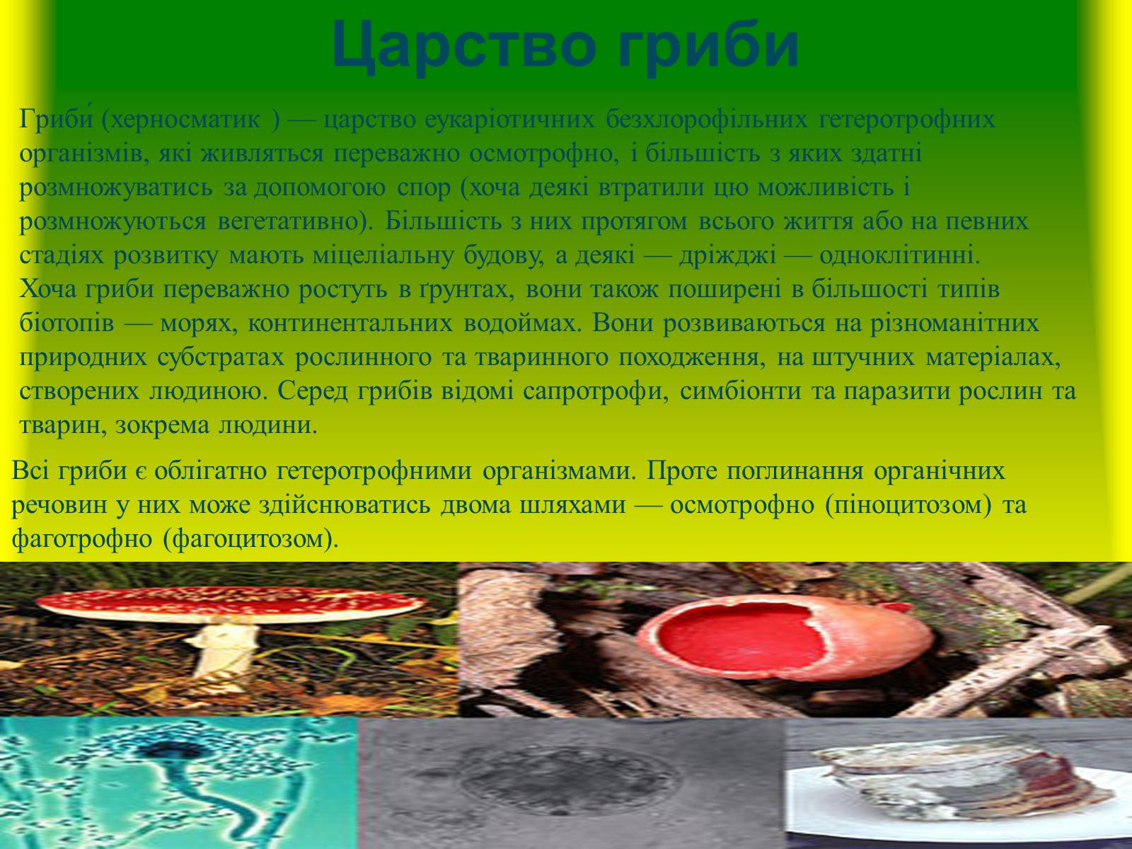 Презентація на тему «Багатоклітинні організми» - Слайд #6