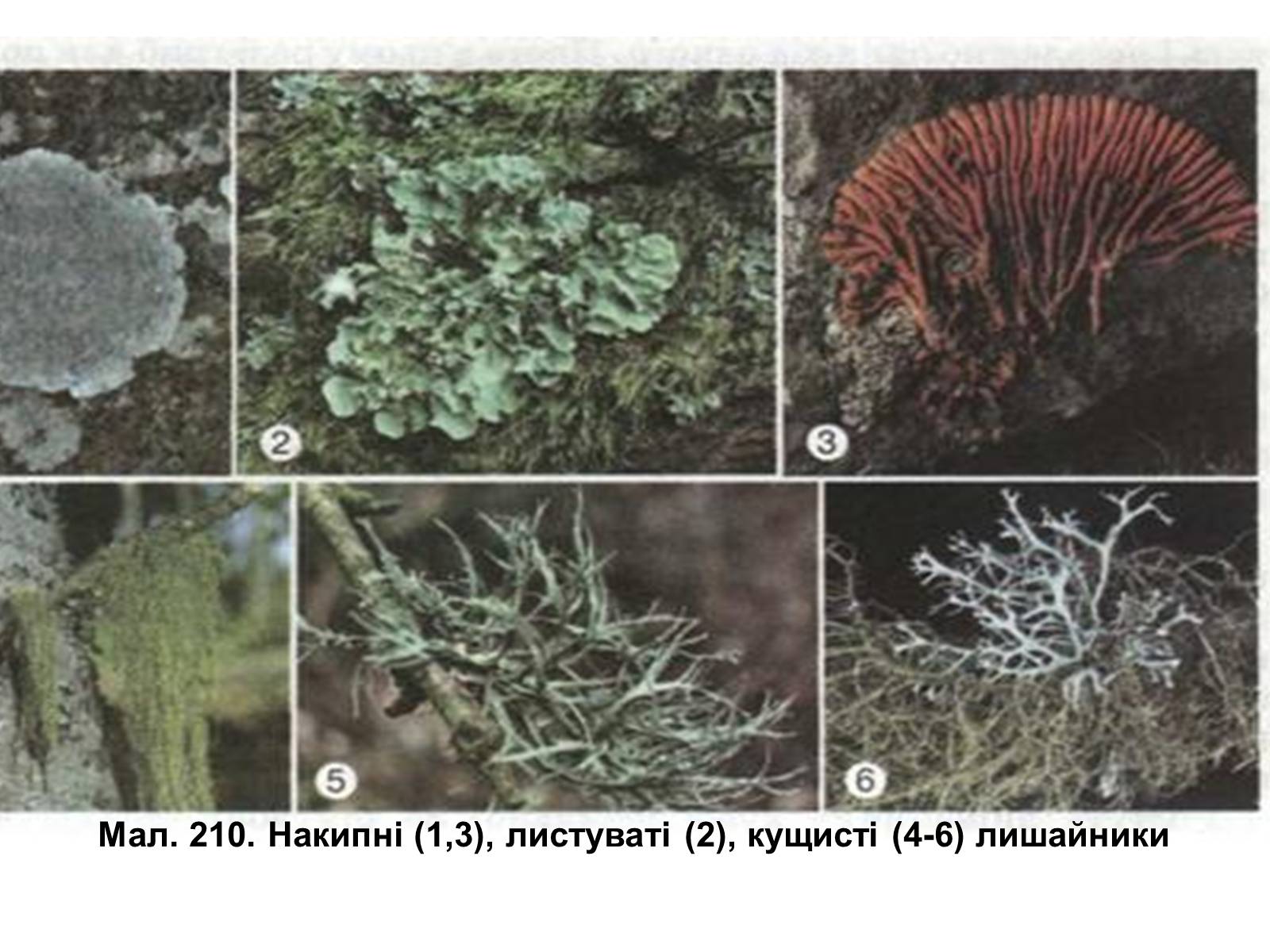 Презентація на тему «Лишайники» - Слайд #5
