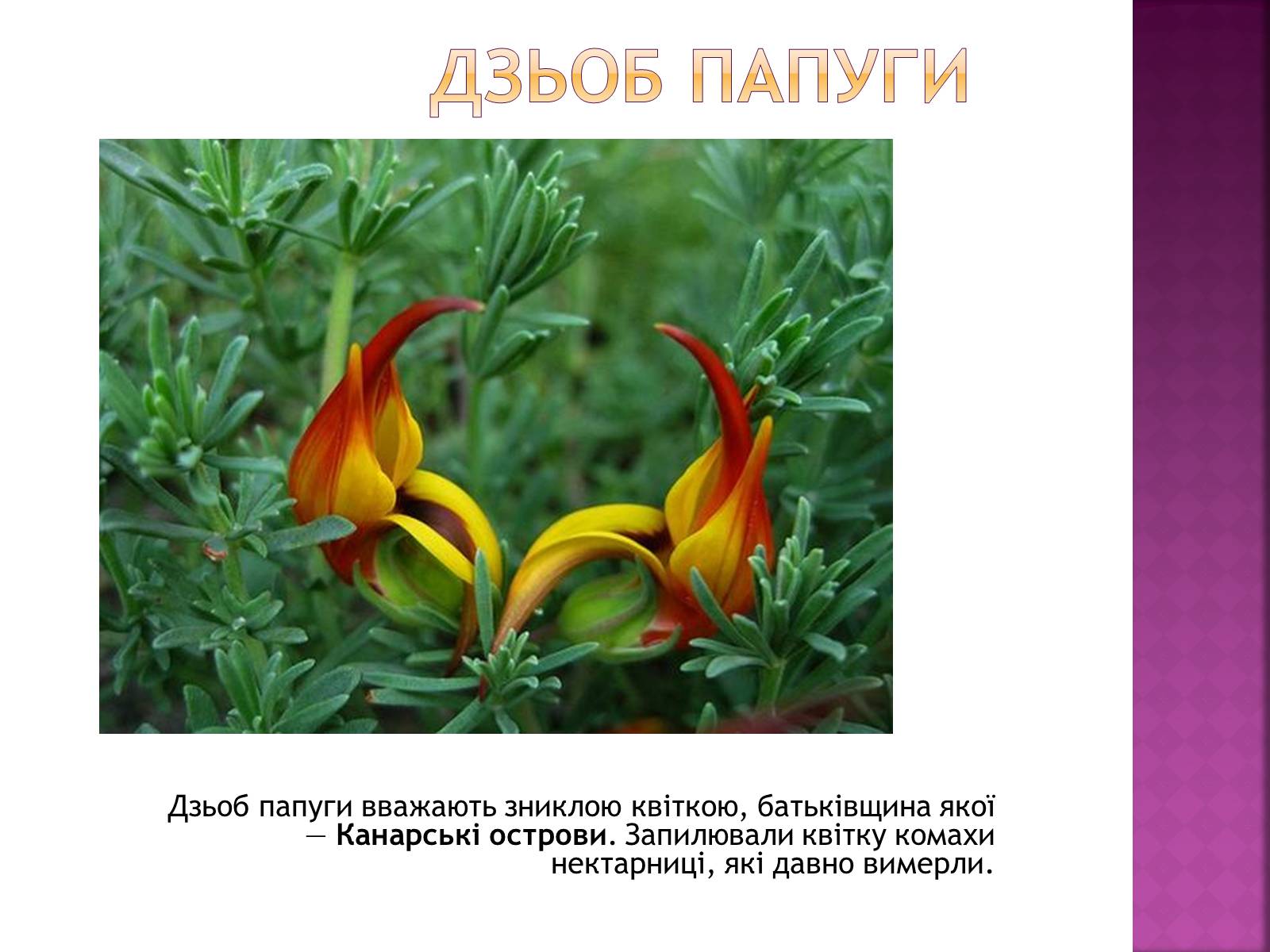 Презентація на тему «Рідкісні та зникаючі види рослин і тварин» - Слайд #11