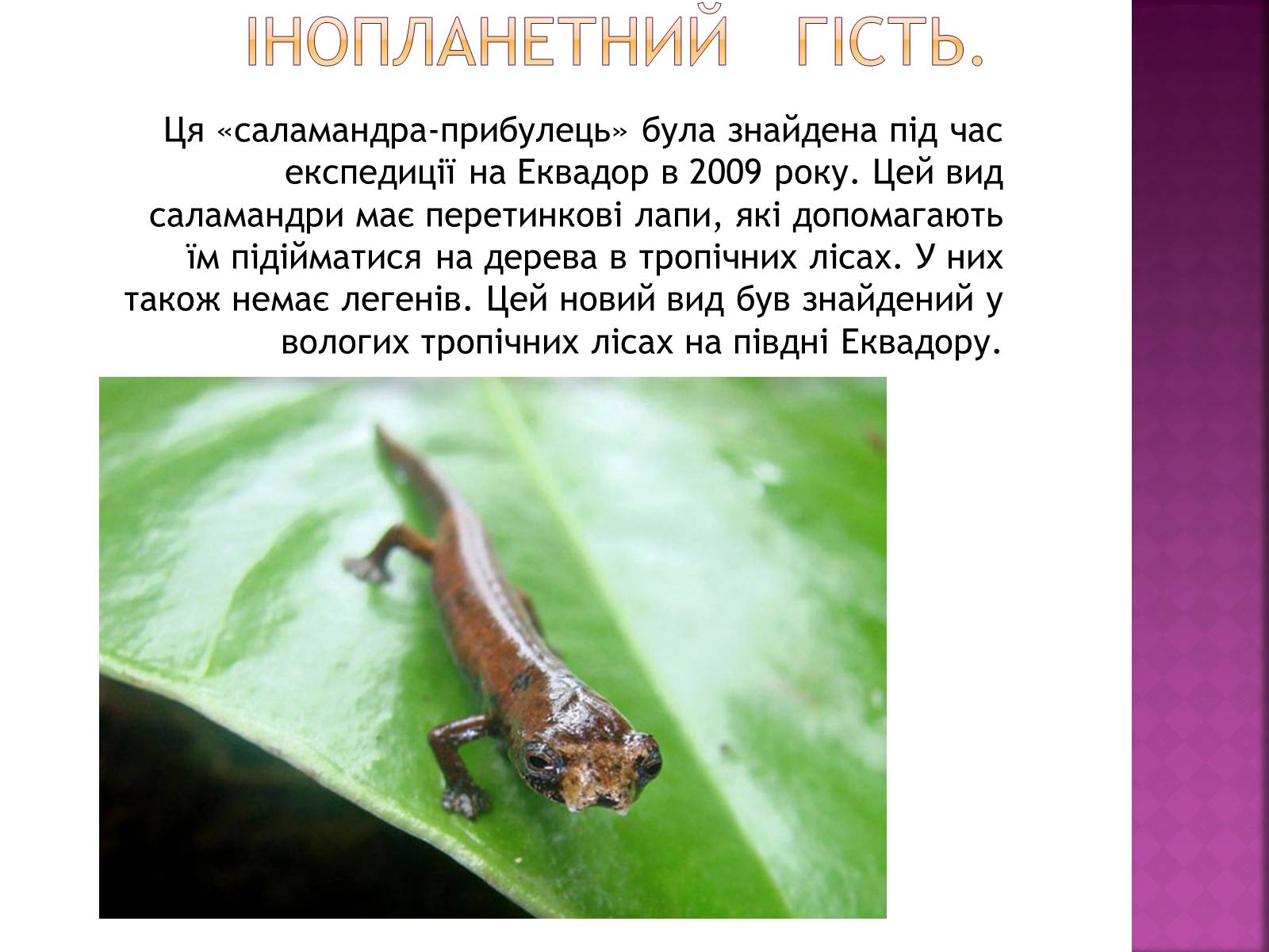 Презентація на тему «Рідкісні та зникаючі види рослин і тварин» - Слайд #14