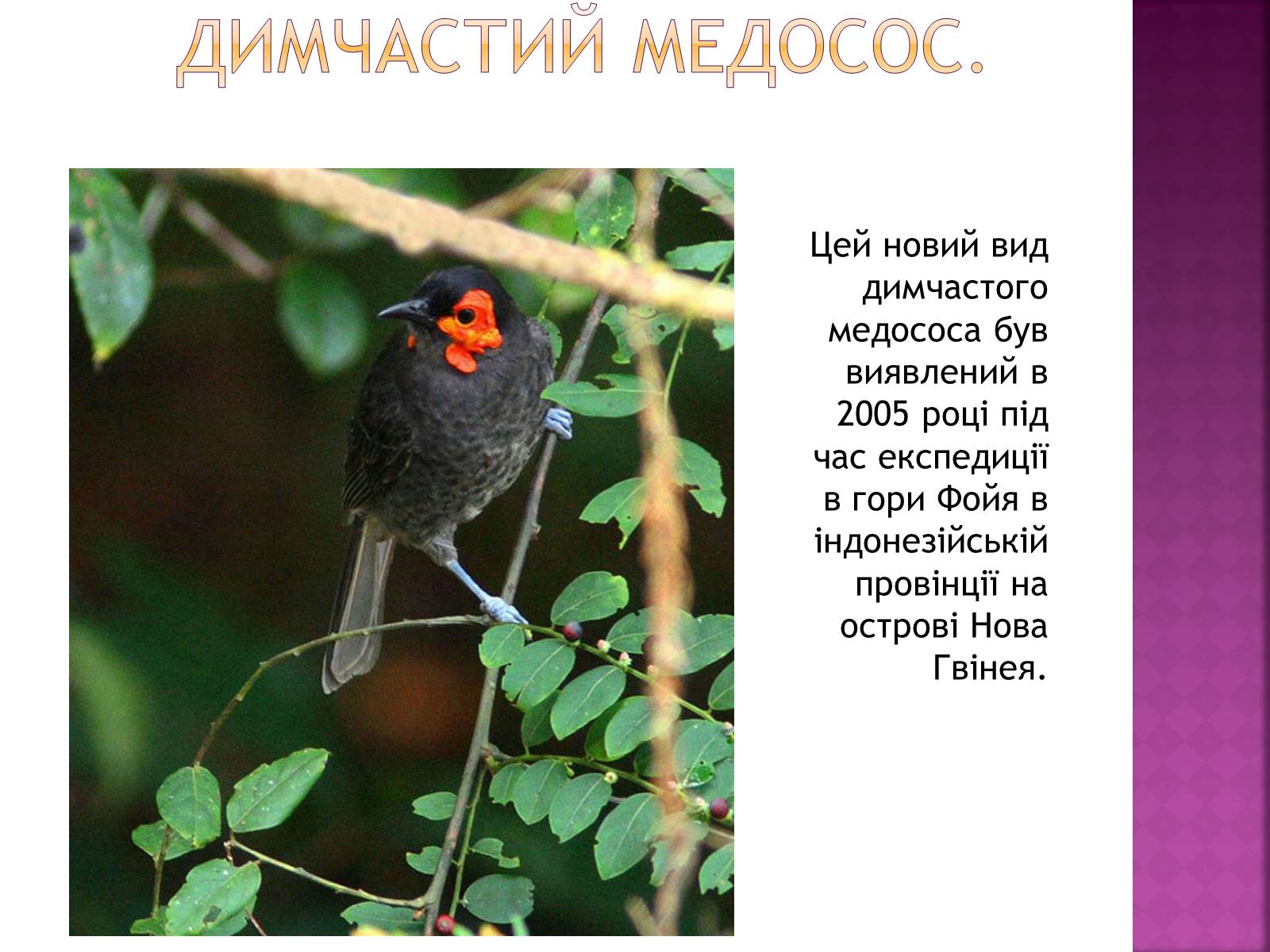 Презентація на тему «Рідкісні та зникаючі види рослин і тварин» - Слайд #19