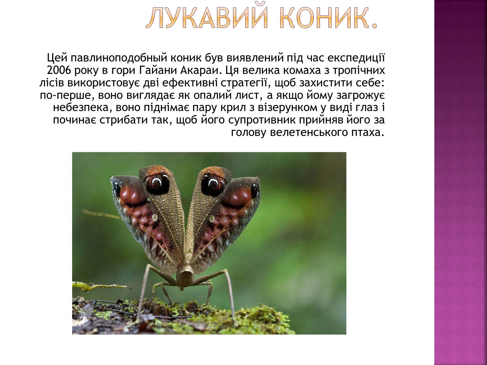 Презентація на тему «Рідкісні та зникаючі види рослин і тварин» - Слайд #24