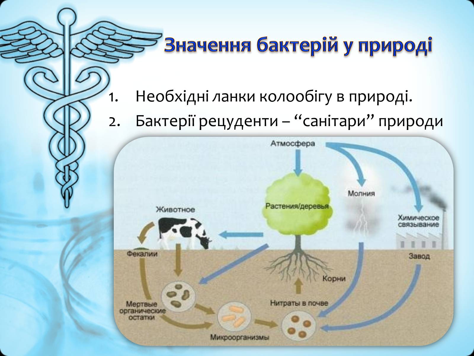 Презентація на тему «Роль бактерій у природі та житті людини» (варіант 2) - Слайд #4