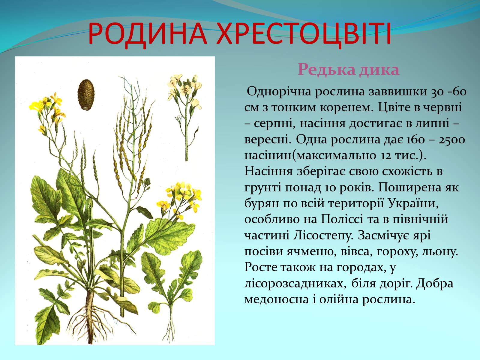 Презентація на тему «Різноманітність покритонасінних рослин» - Слайд #14