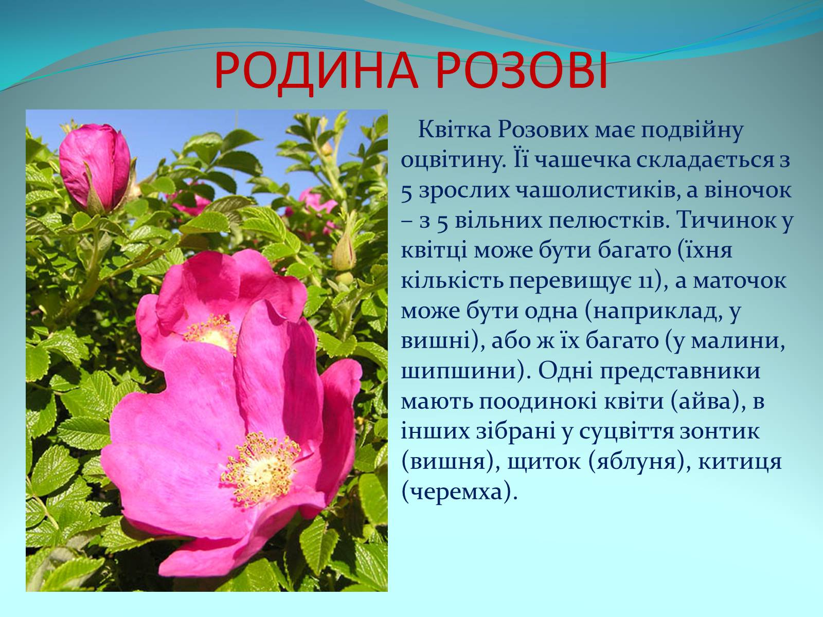 Презентація на тему «Різноманітність покритонасінних рослин» - Слайд #19