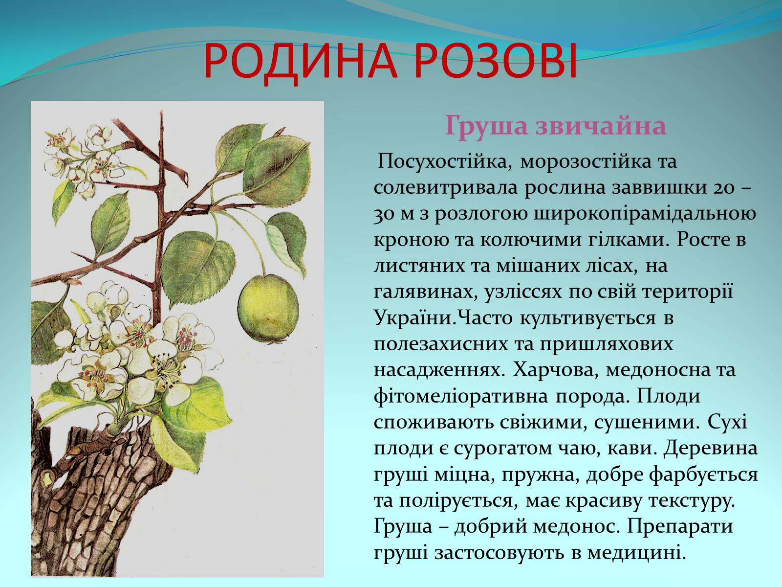 Презентація на тему «Різноманітність покритонасінних рослин» - Слайд #20