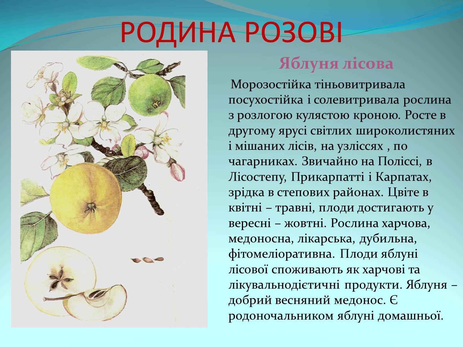 Презентація на тему «Різноманітність покритонасінних рослин» - Слайд #21