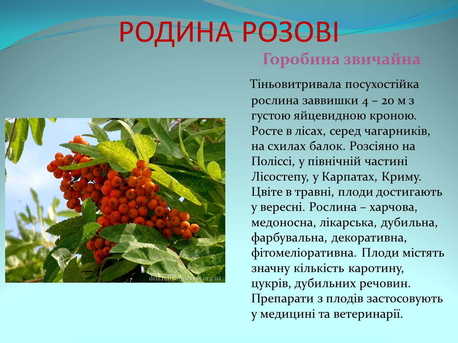 Презентація на тему «Різноманітність покритонасінних рослин» - Слайд #23