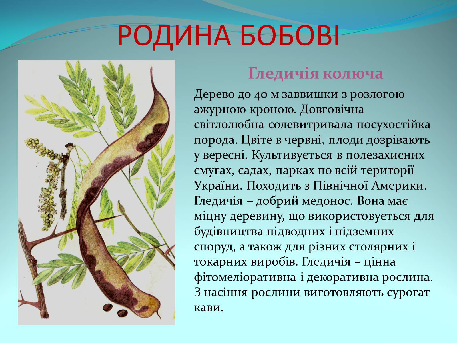 Презентація на тему «Різноманітність покритонасінних рослин» - Слайд #42