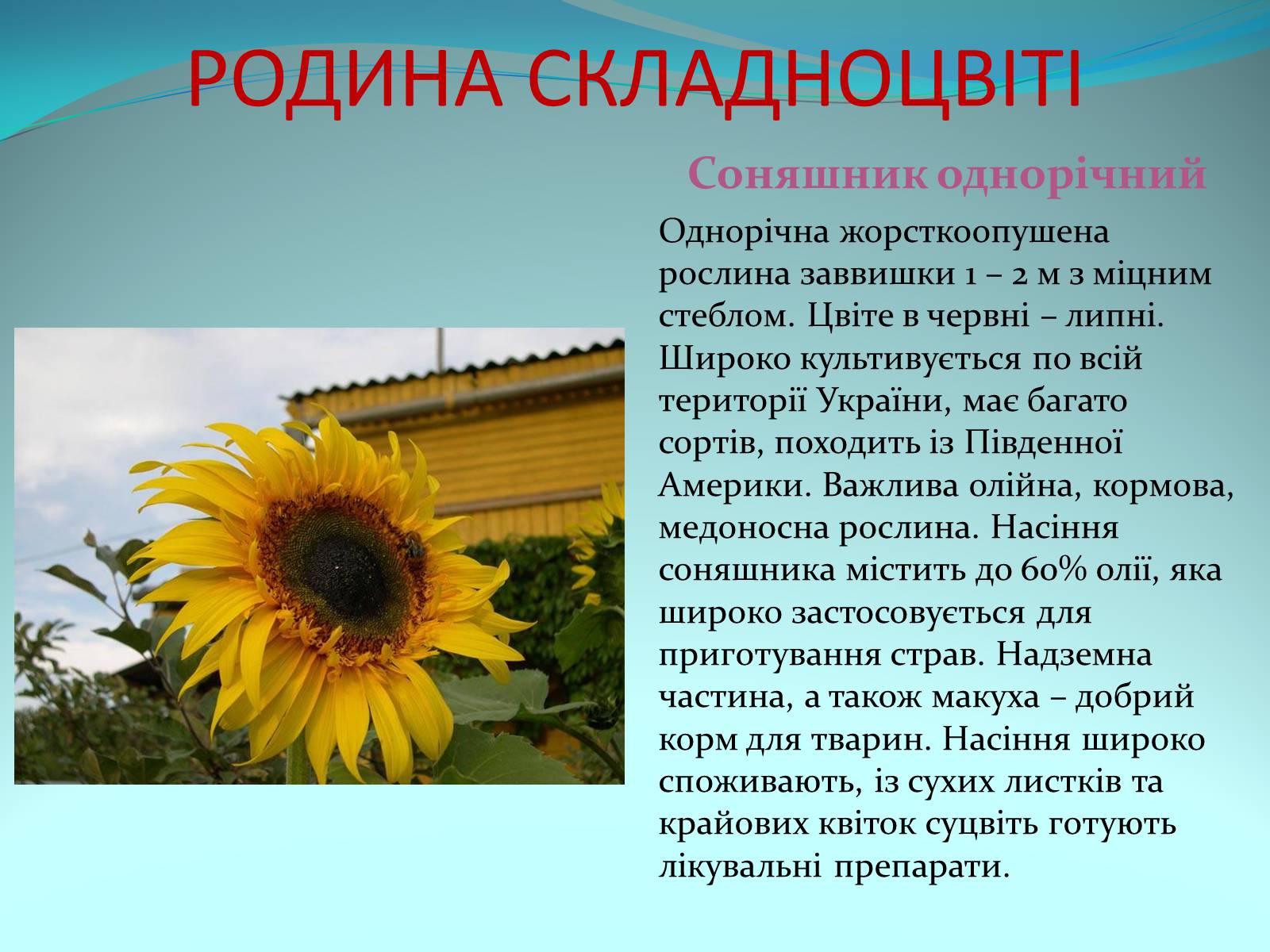 Презентація на тему «Різноманітність покритонасінних рослин» - Слайд #56