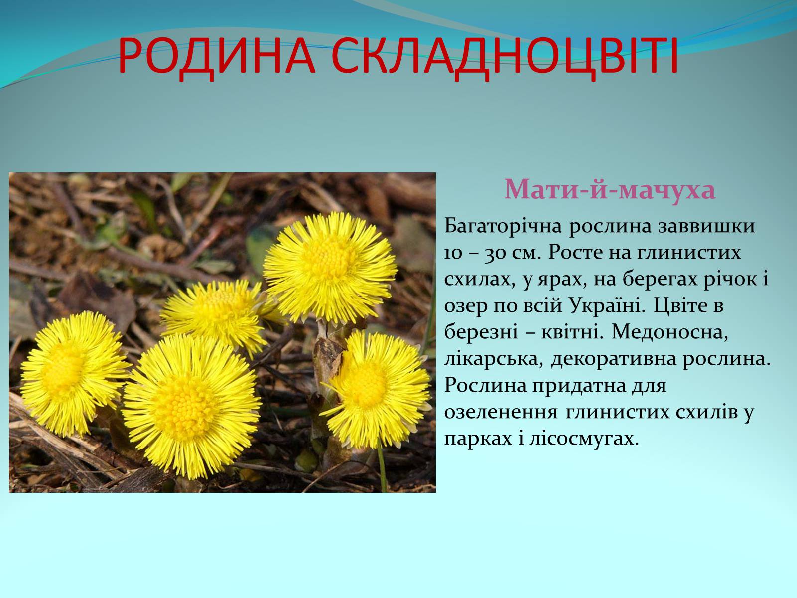 Презентація на тему «Різноманітність покритонасінних рослин» - Слайд #58