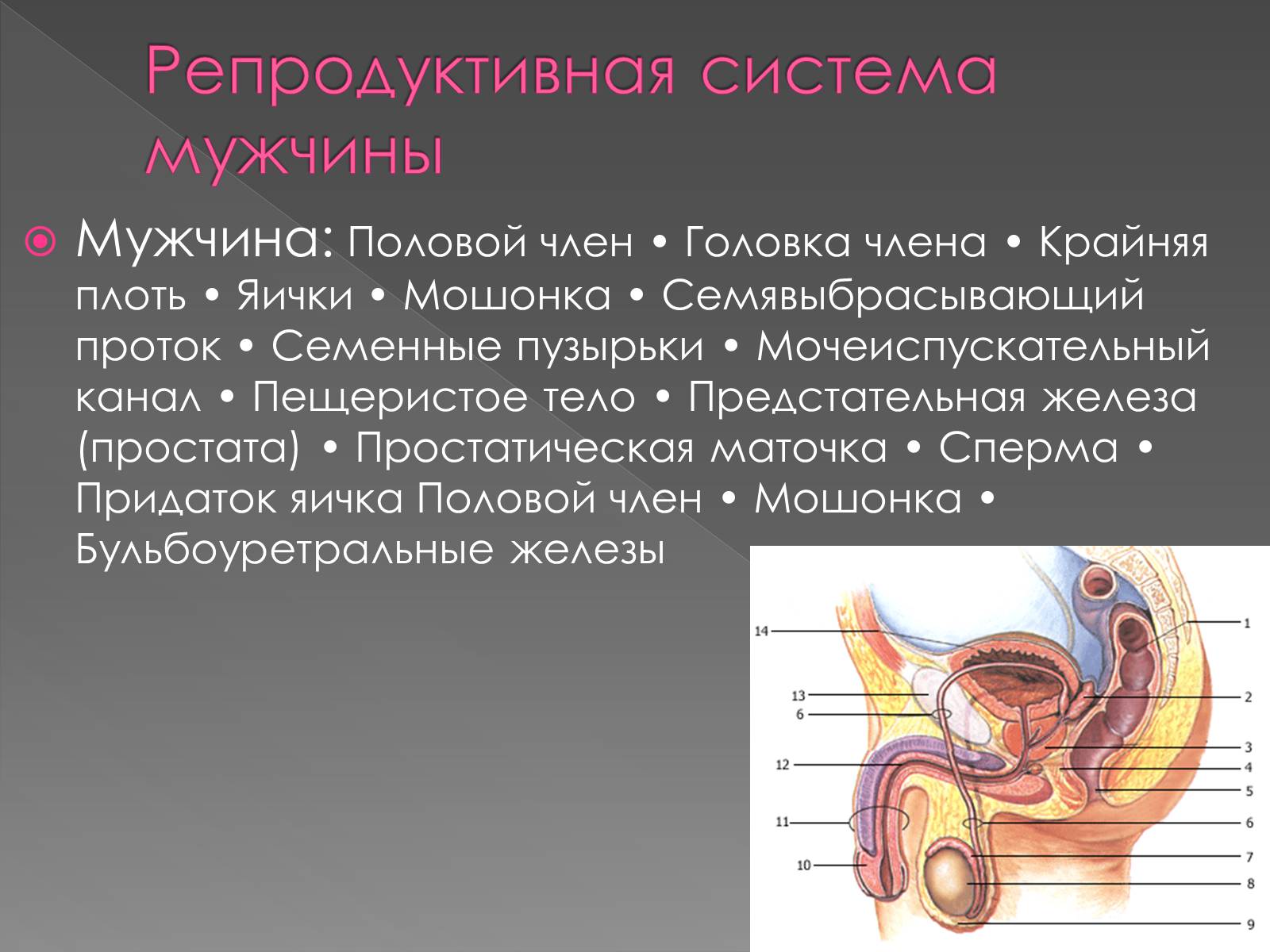 Презентація на тему «Женская половая система» - Слайд #15