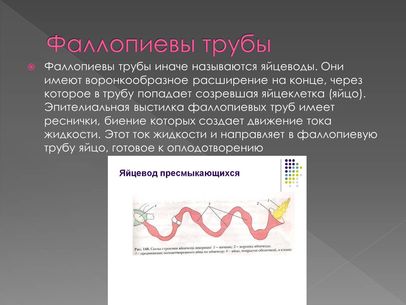 Презентація на тему «Женская половая система» - Слайд #6