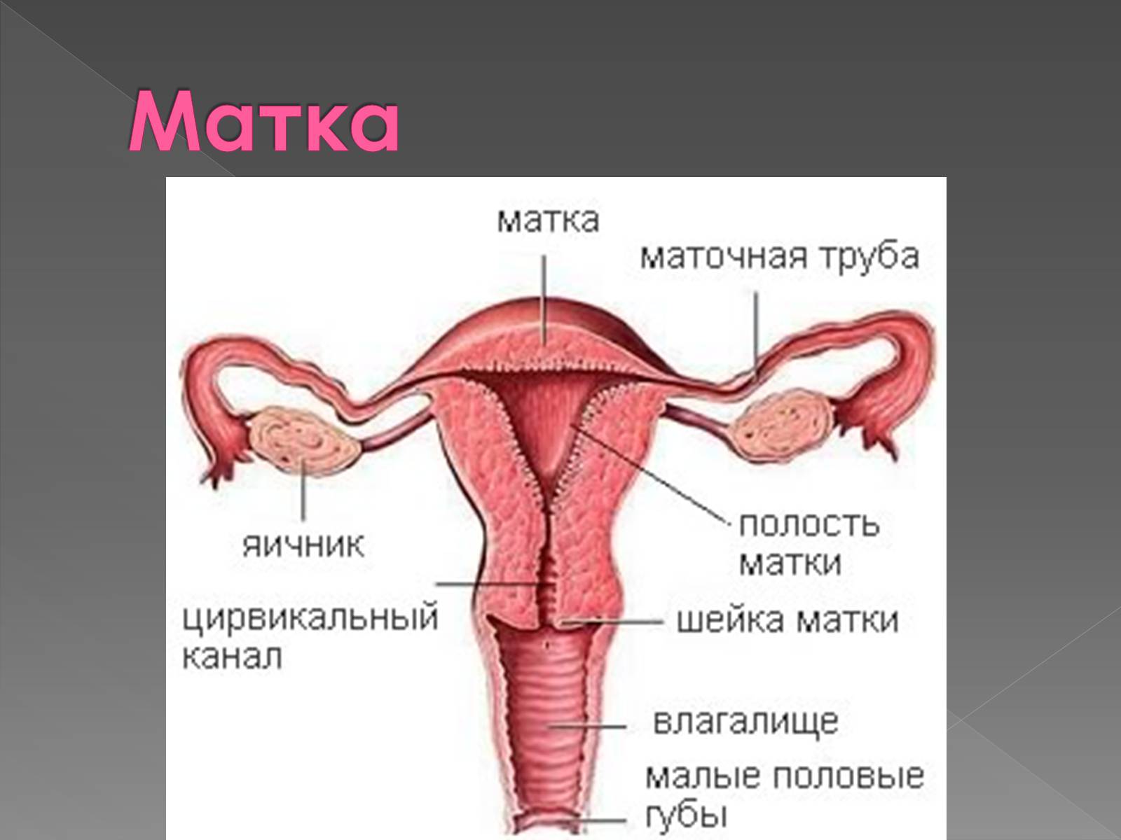 Презентація на тему «Женская половая система» - Слайд #8