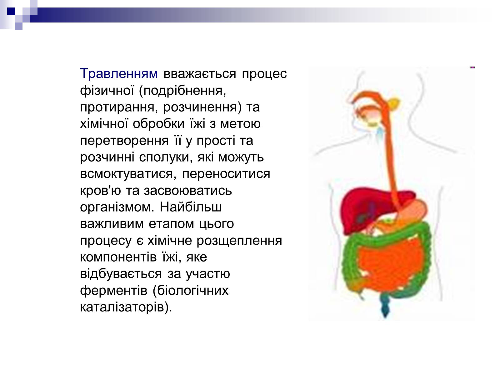 Презентація на тему «Органи травлення людини» - Слайд #2