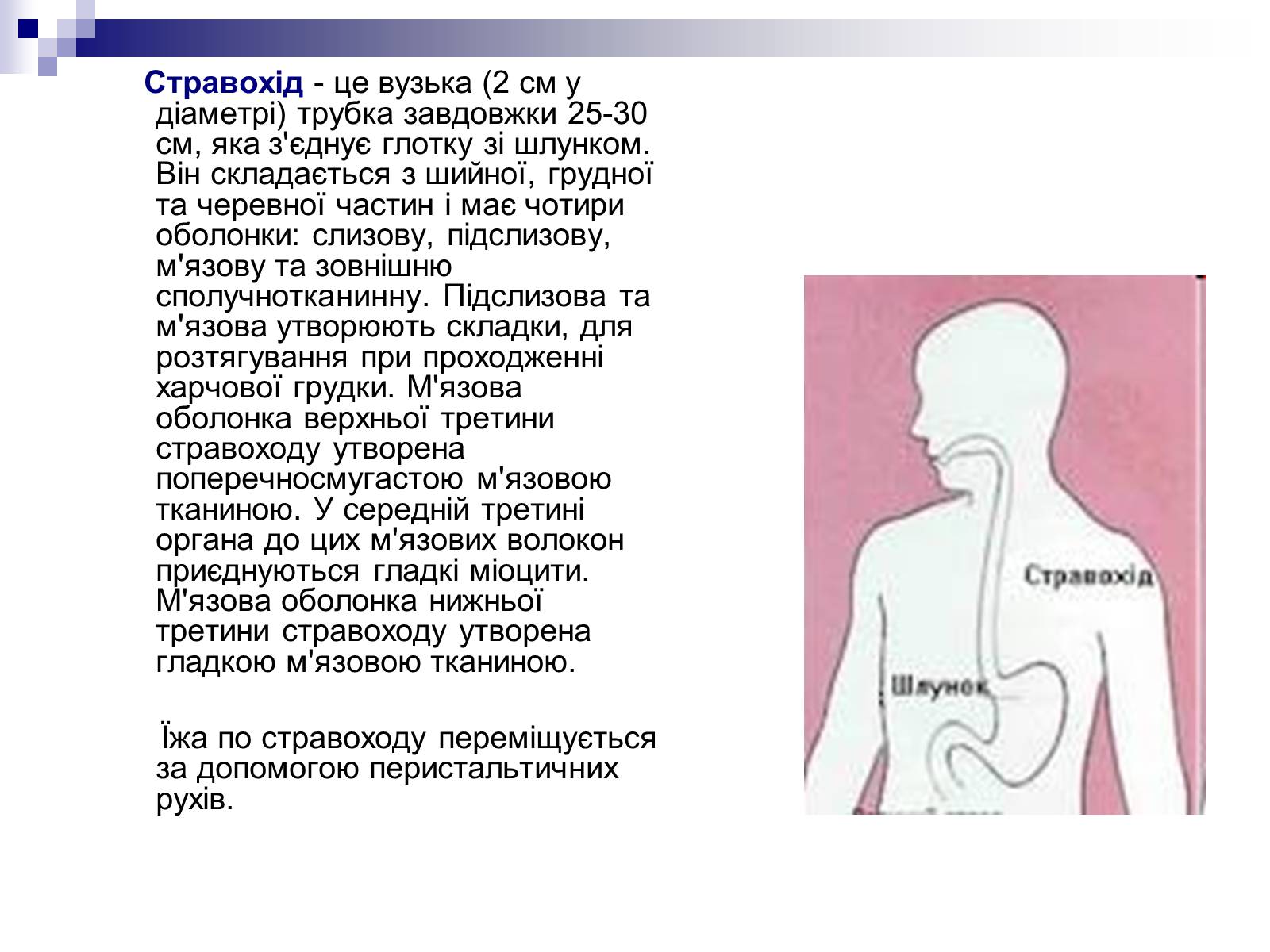 Презентація на тему «Органи травлення людини» - Слайд #8