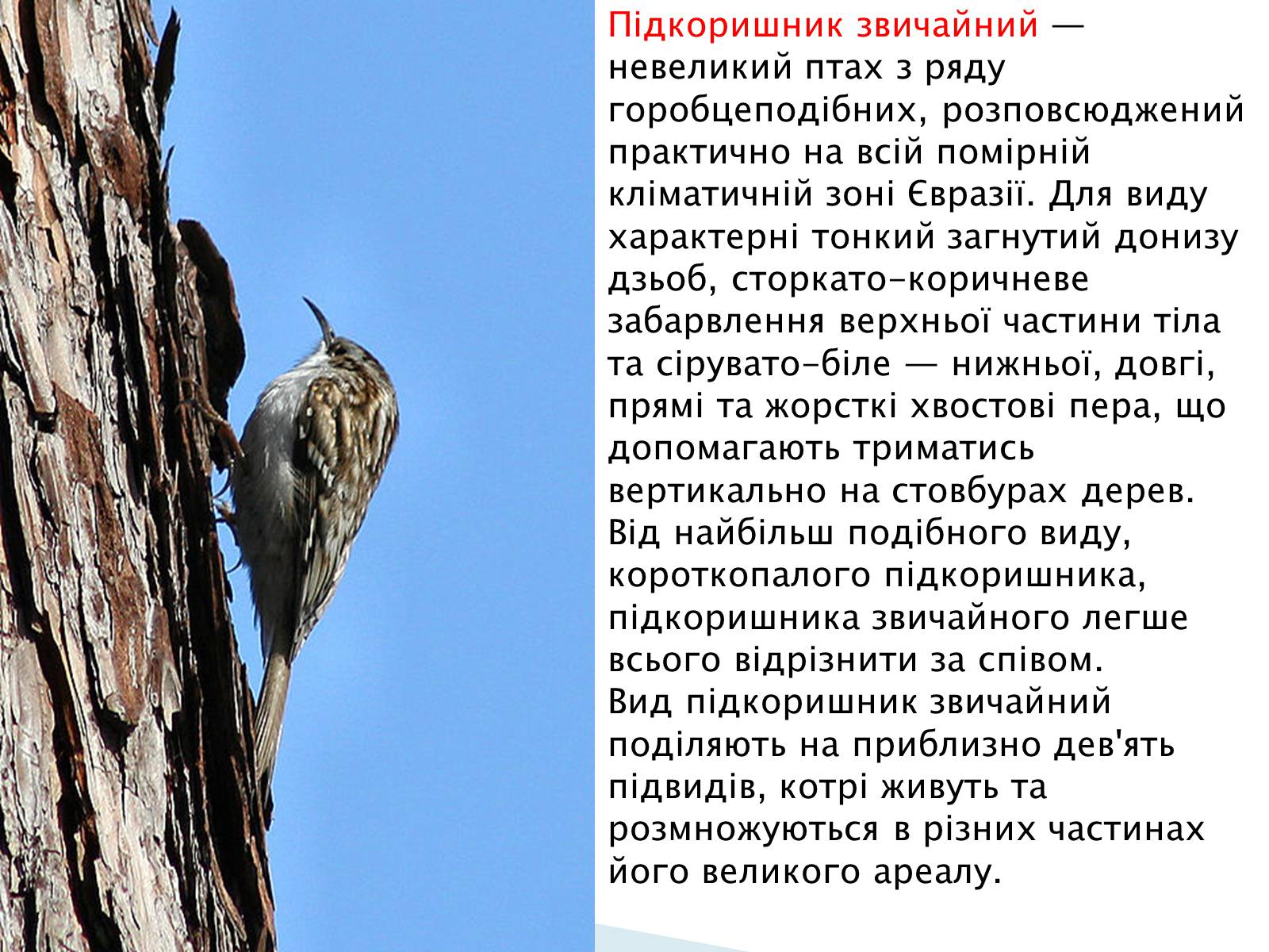 Презентація на тему «Зимуючі птахи України» - Слайд #10