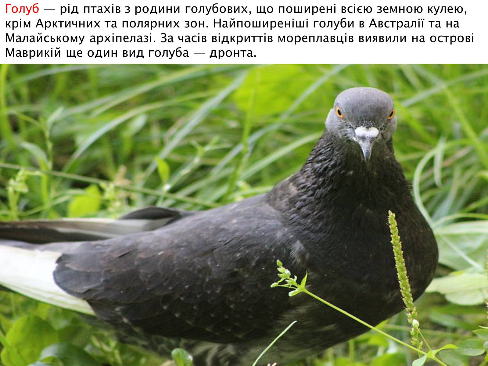 Презентація на тему «Зимуючі птахи України» - Слайд #11