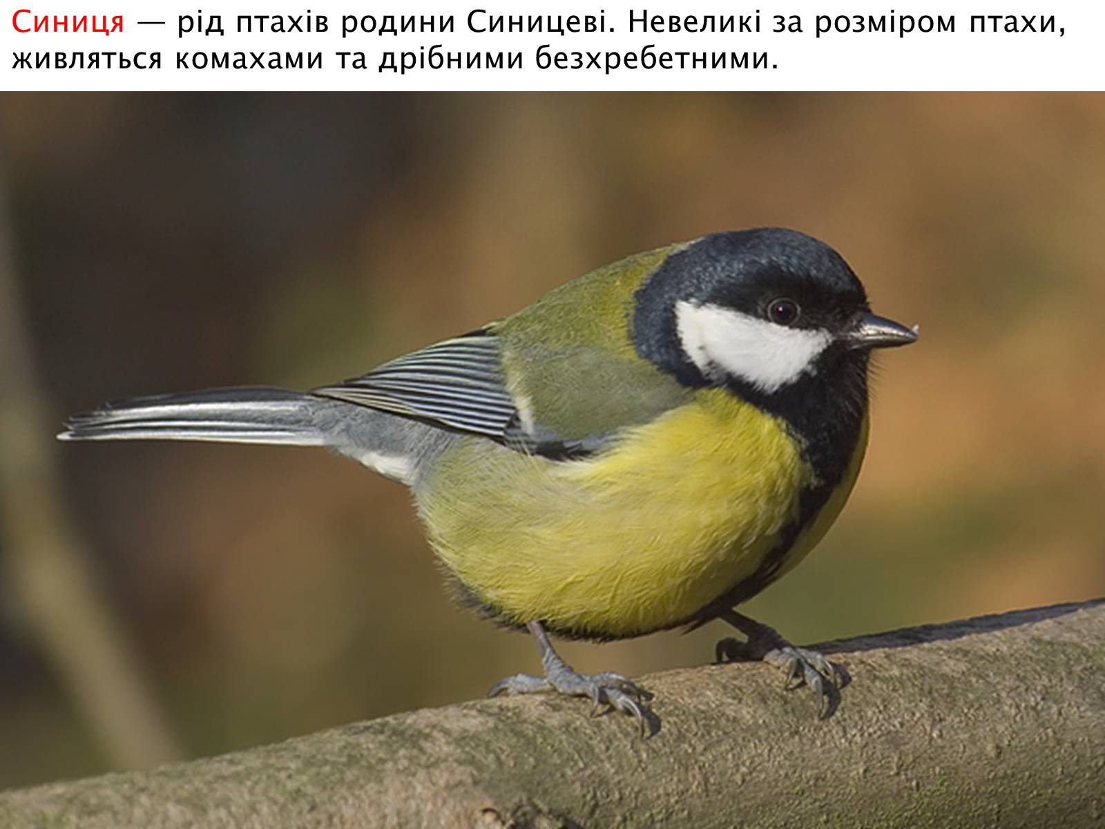 Презентація на тему «Зимуючі птахи України» - Слайд #14