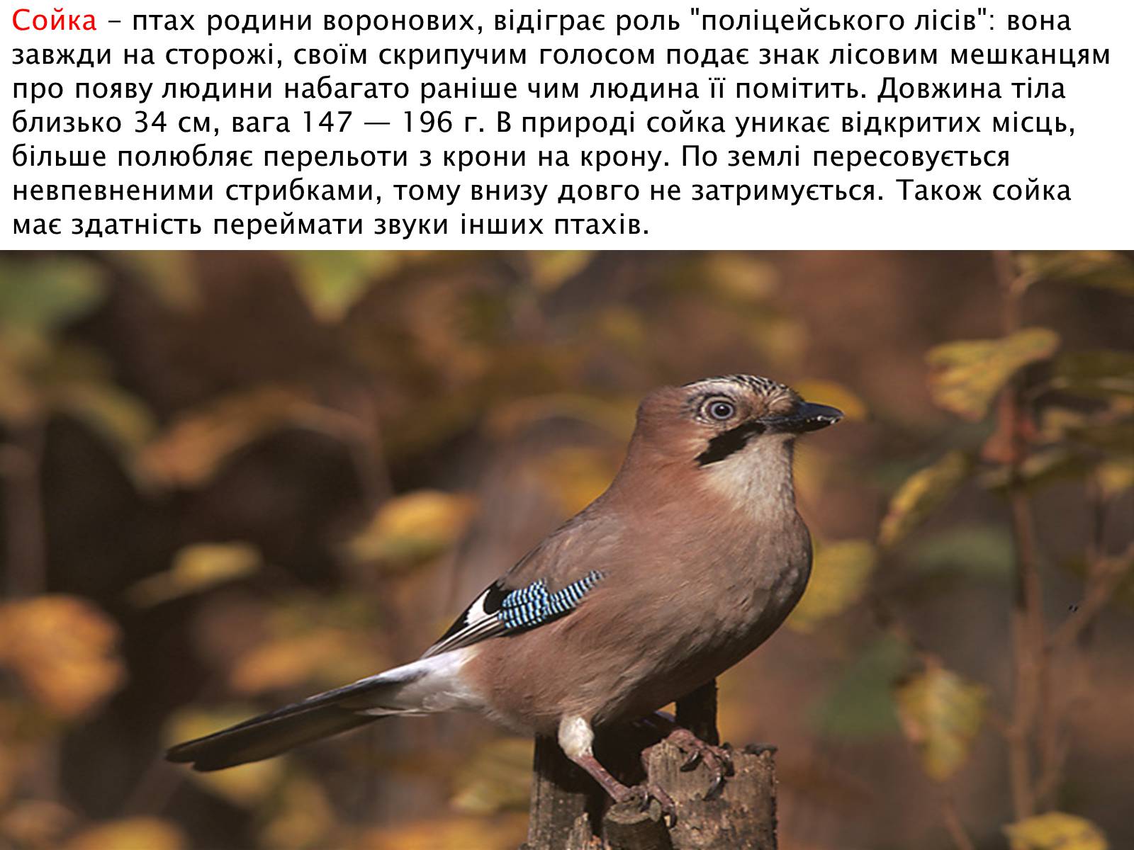 Презентація на тему «Зимуючі птахи України» - Слайд #15